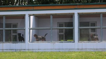 Etwa 1.500 Rottweiler stammen aus Eigenzucht. Das MilHuZ Kaisersteinbruch ist die größte Rottweilerzucht der Welt. (Foto: RedTD/Barthou)