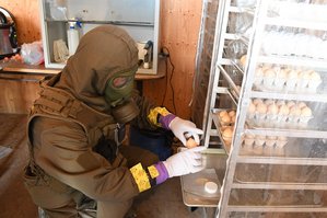In einem Szenario werden Eier zur Produktion eines Virus genutzt. (Foto: Walter Mitter)